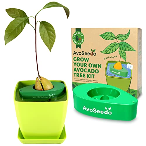 AvoSeedo Avocado Tree Growing Kit with Pot, Green, Plant Indoors with Novelty Pit Grower Boat & Kitchen Garden Seed Starter