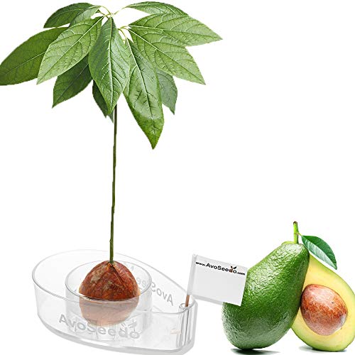 AvoSeedo Avocado Tree Growing Kit, Clear, Plant Indoors with Novelty Pit Grower Boat & Kitchen Garden Seed Starter