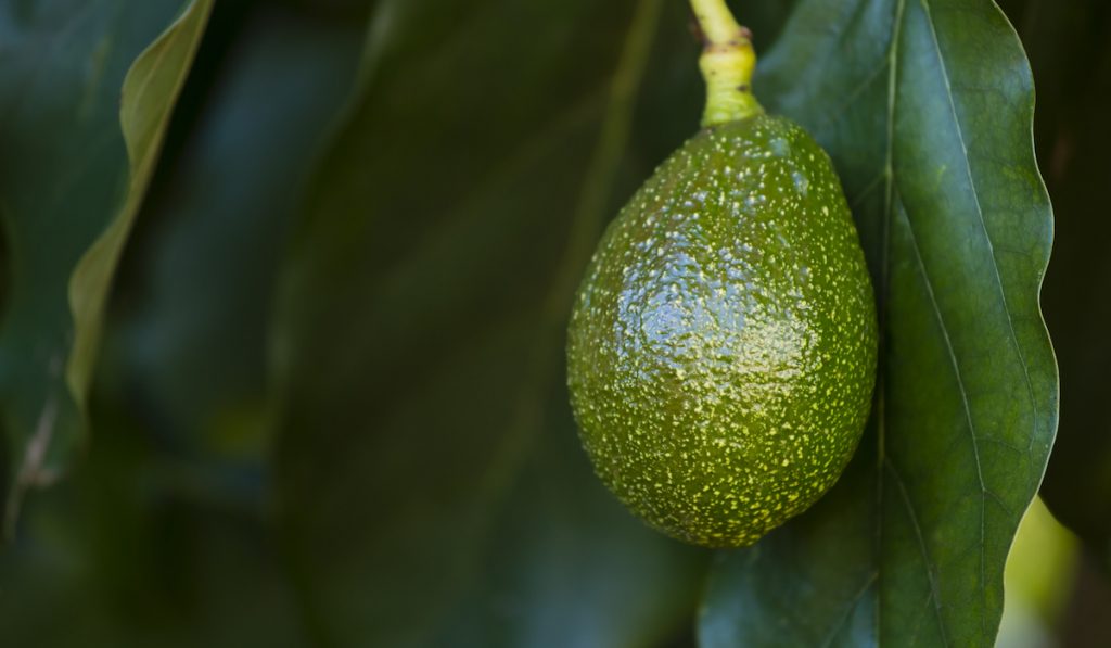 avocado fruit closeup