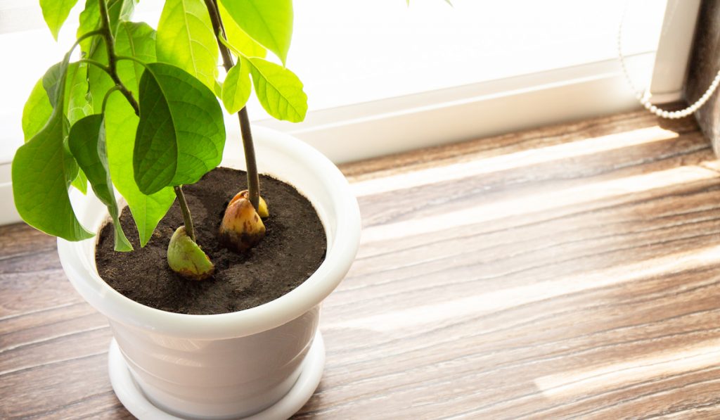 avocado plant indoors