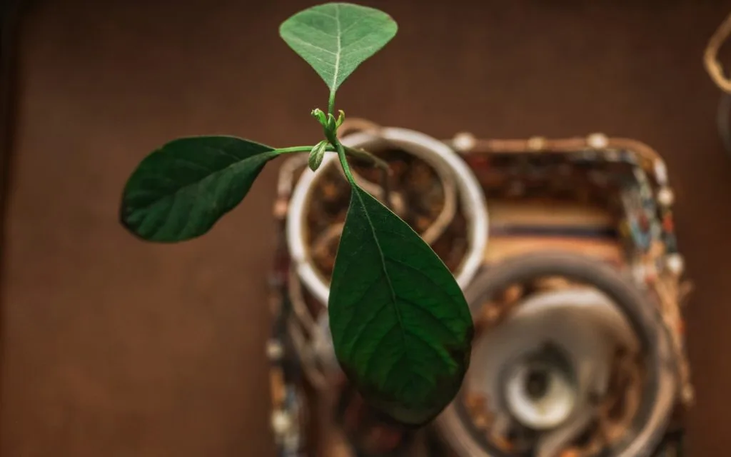 avocado plant top view