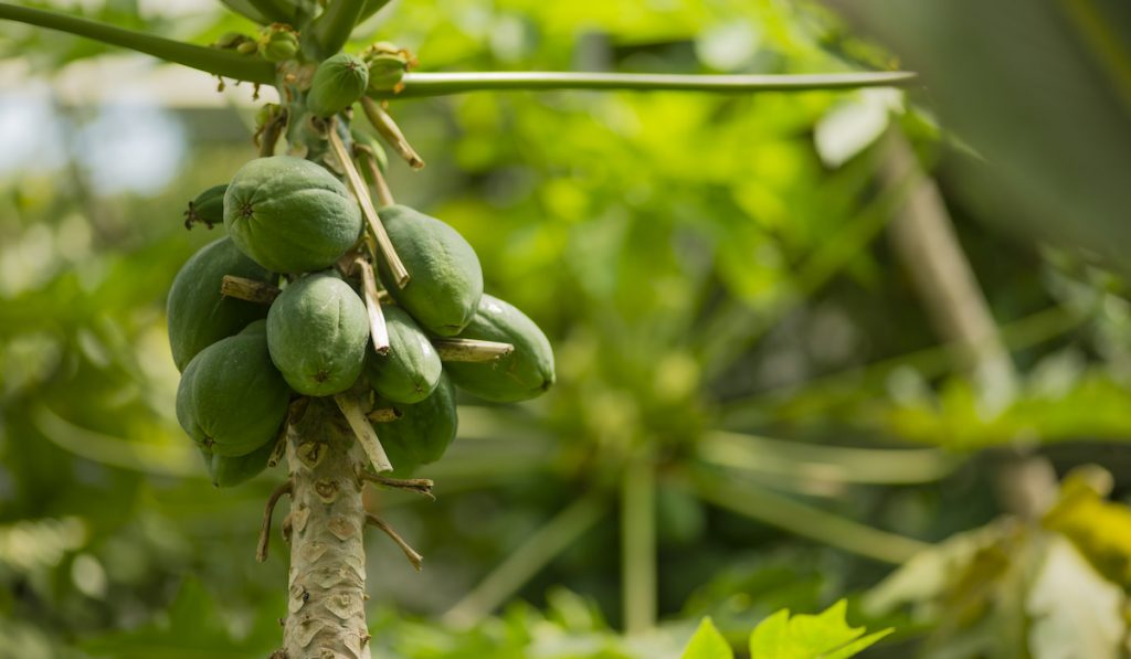 avocado tree with fruits