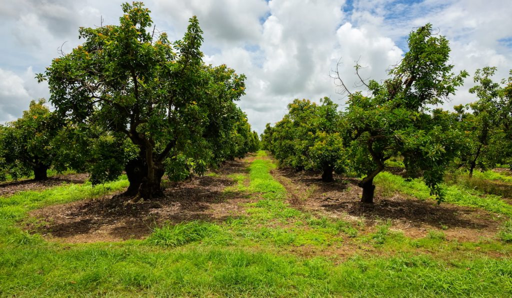 how wide do avocado trees get