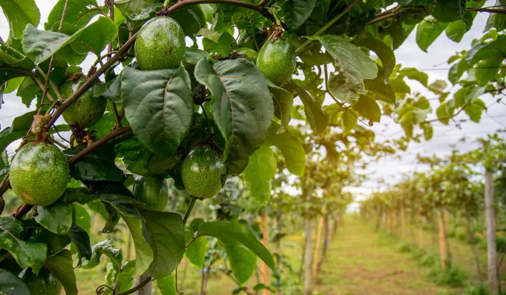 avocado trees