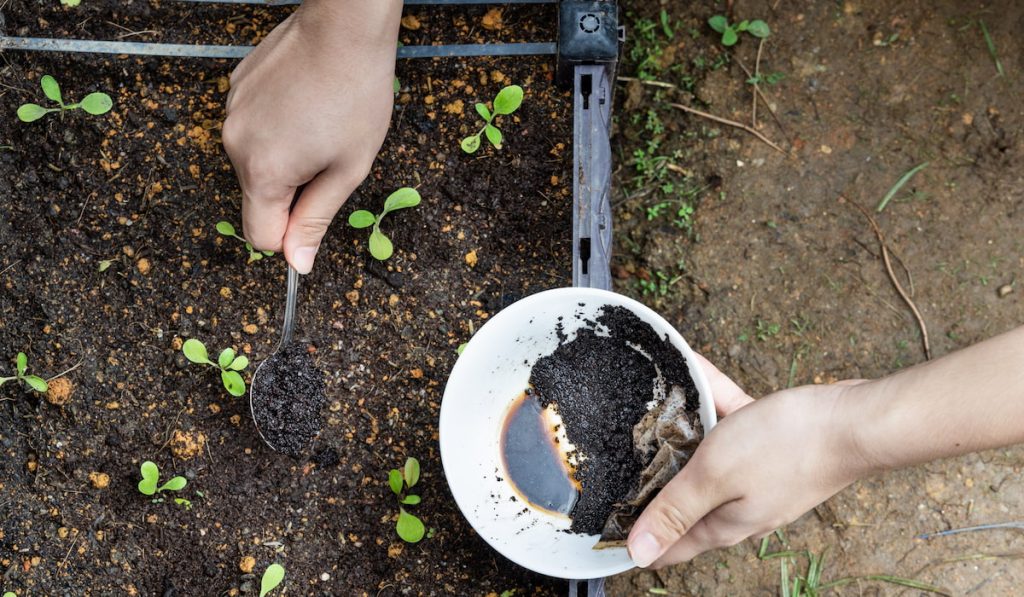 coffee ground fertilizer