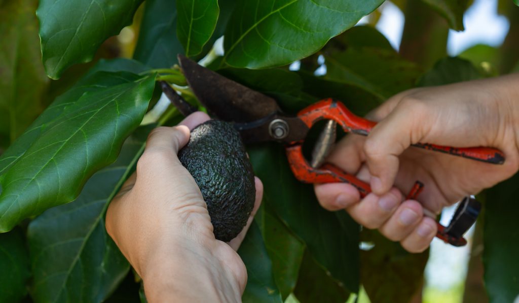 farmer picking an avocado