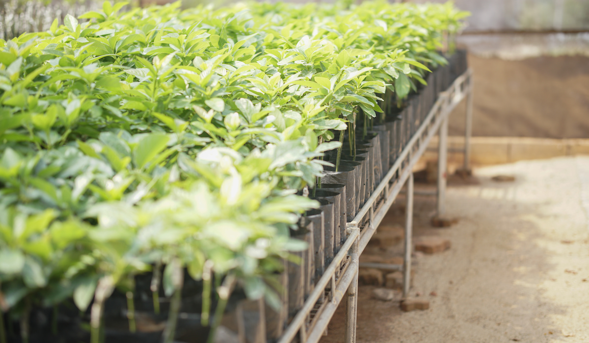 Are Coffee Grounds Good for Avocado Trees? Think Avocado