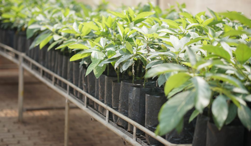 grafted avocado plants