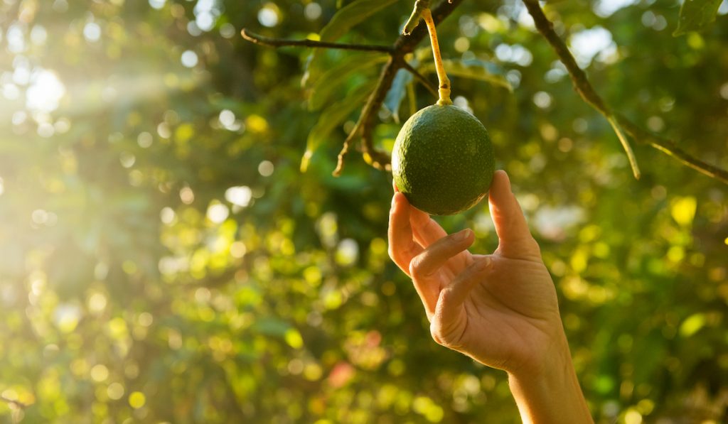 handpicking avocado by hand