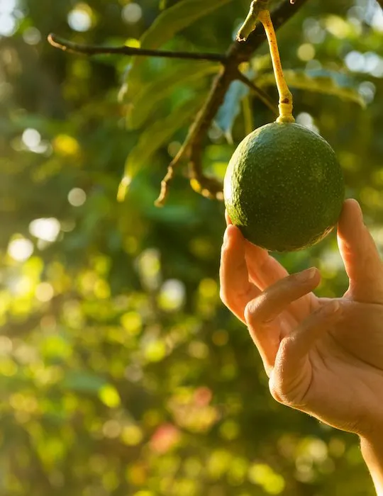 handpicking avocado by hand