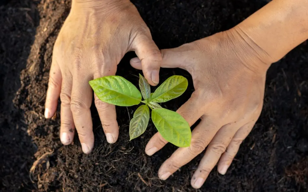 planting avocado plant