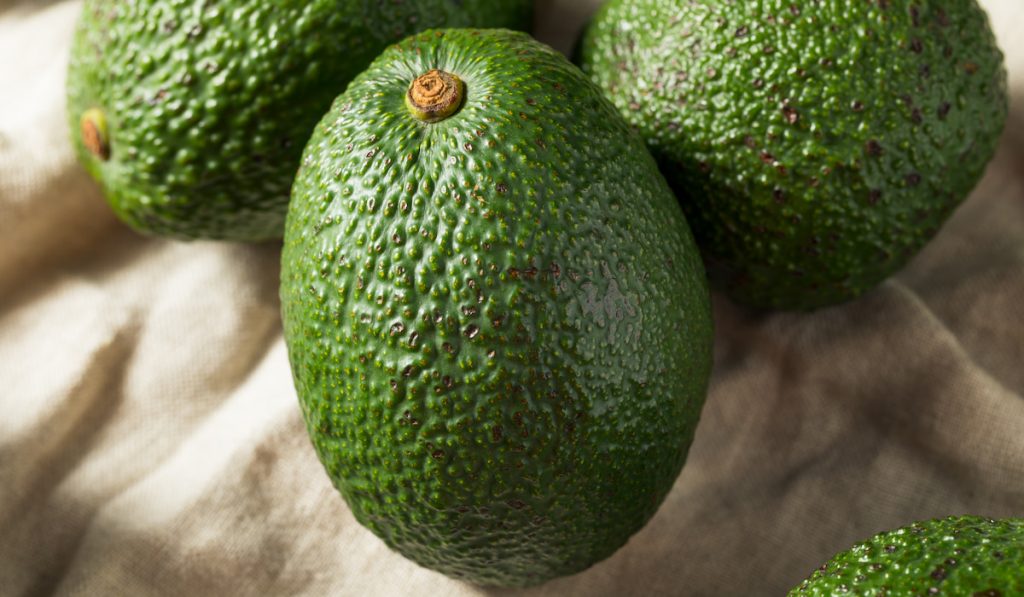raw unripe green avocado