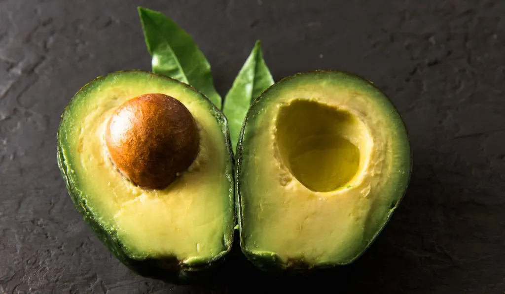 taylor avocado