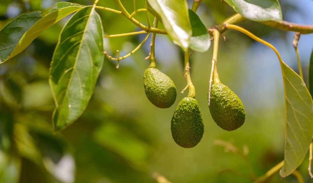 three avocado fruits