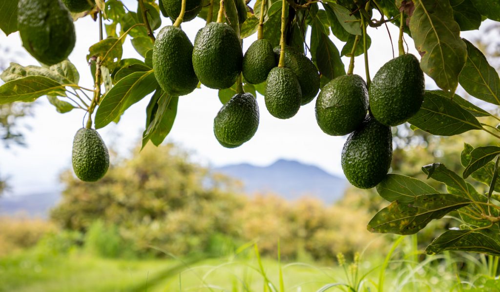 tree with avocado fruits