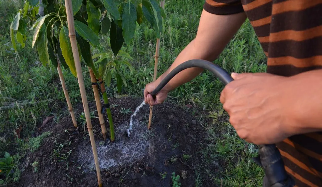 watering growing avocado plant