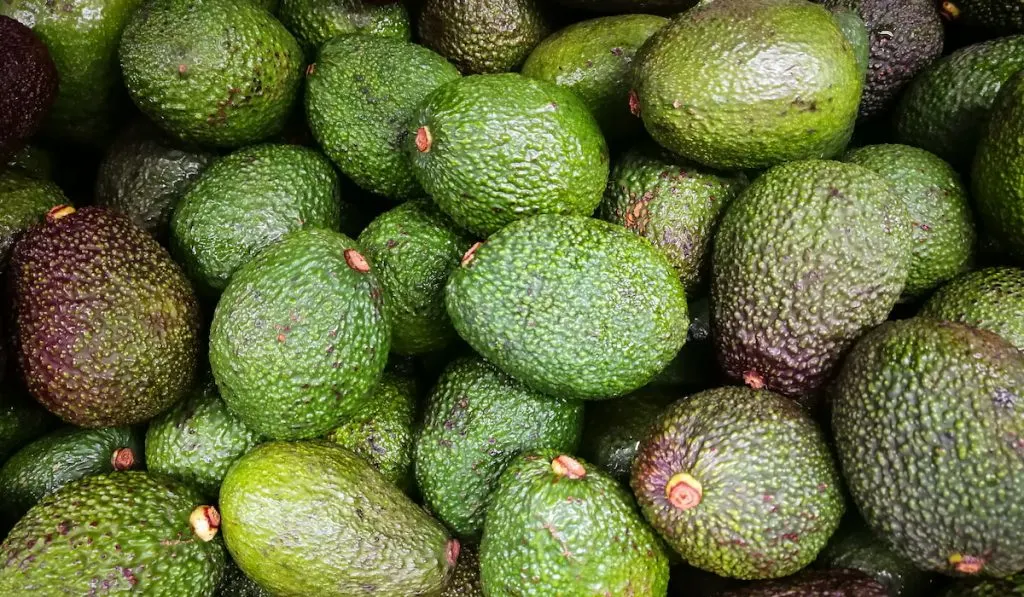 avocado fruits