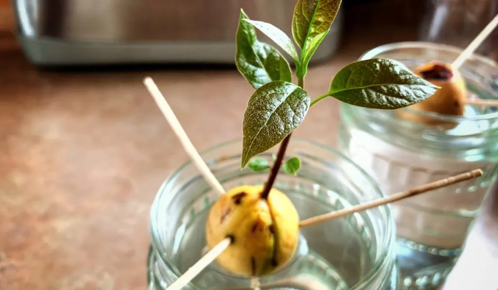 avocado seed growing in glass jar