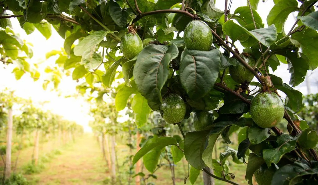 avocado tree