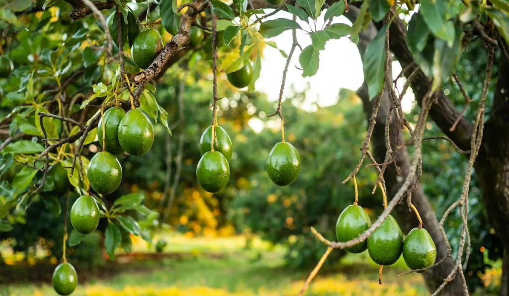 avocado tree with fruits