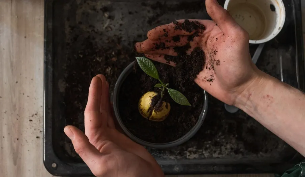 caring for an avocado plant 