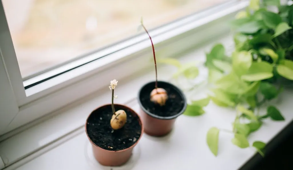 pot of sprouted avocados