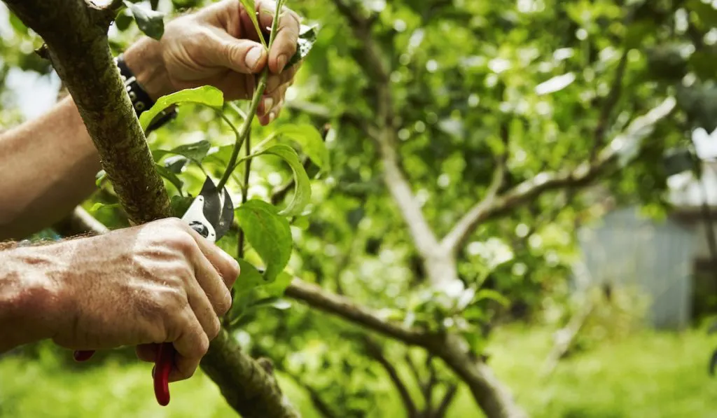 pruning a fruit tree