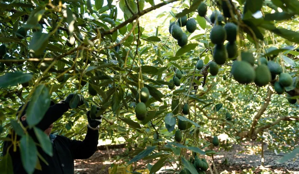 pruning an avocado tree