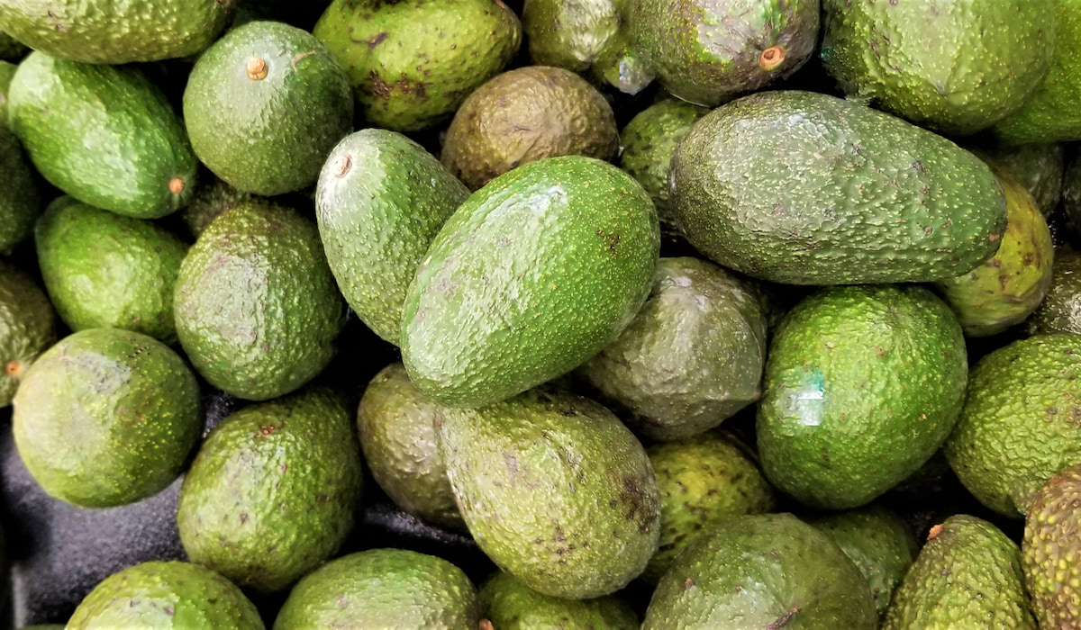 How Are Avocados Produced? 7 Facts About Commercial Avocados Think