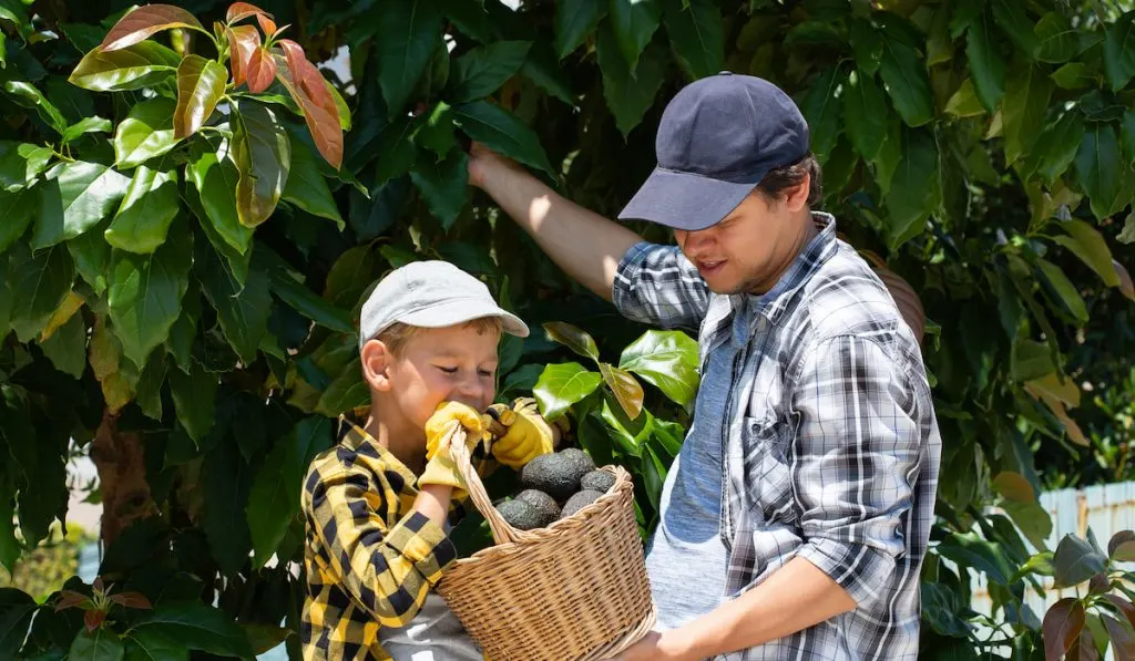 father and son harvesting avocados