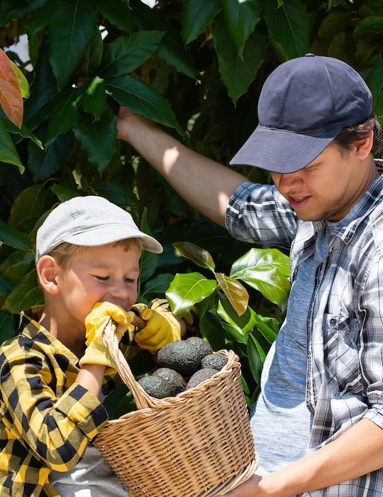 father and son harvesting avocados