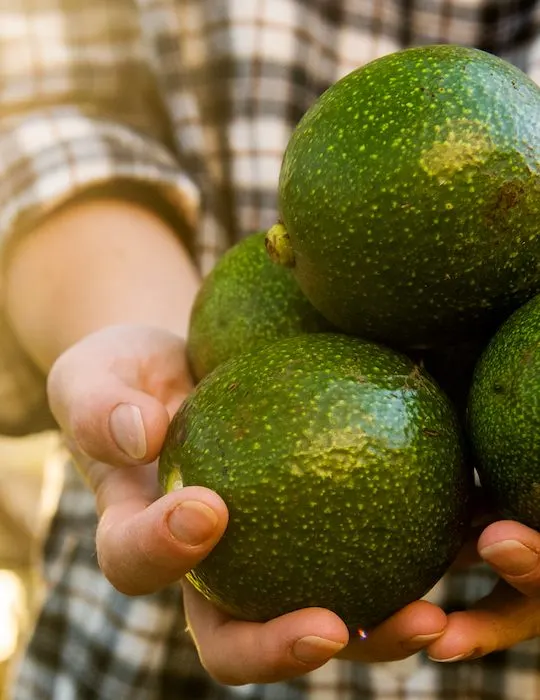 hands holding avocado