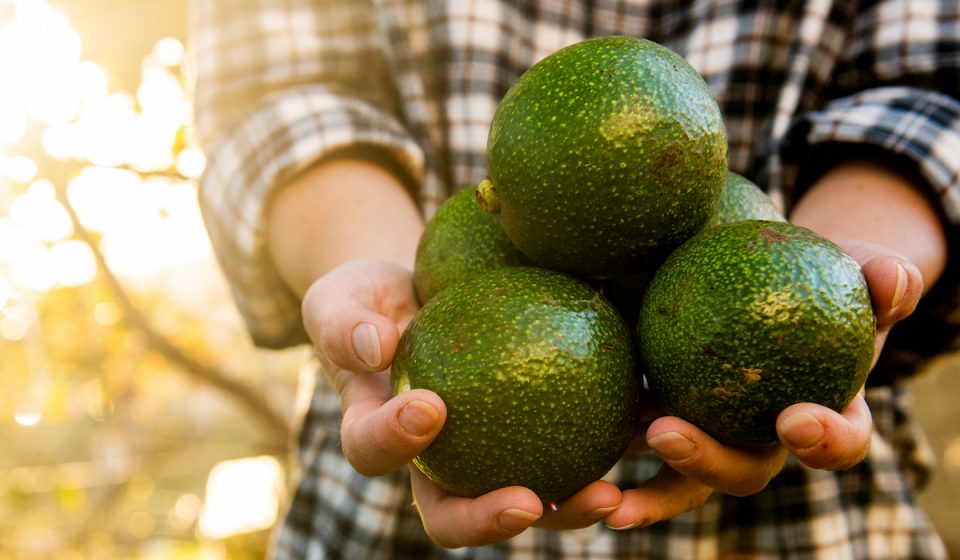 15 Largest Avocado Types Think Avocado