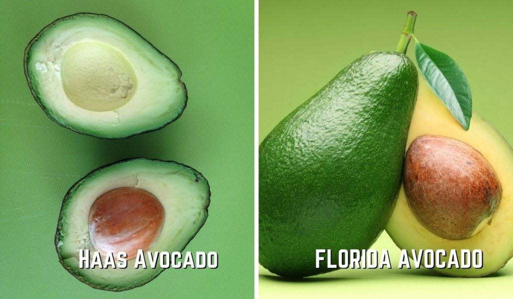 Florida Avocado vs Haas Avocado