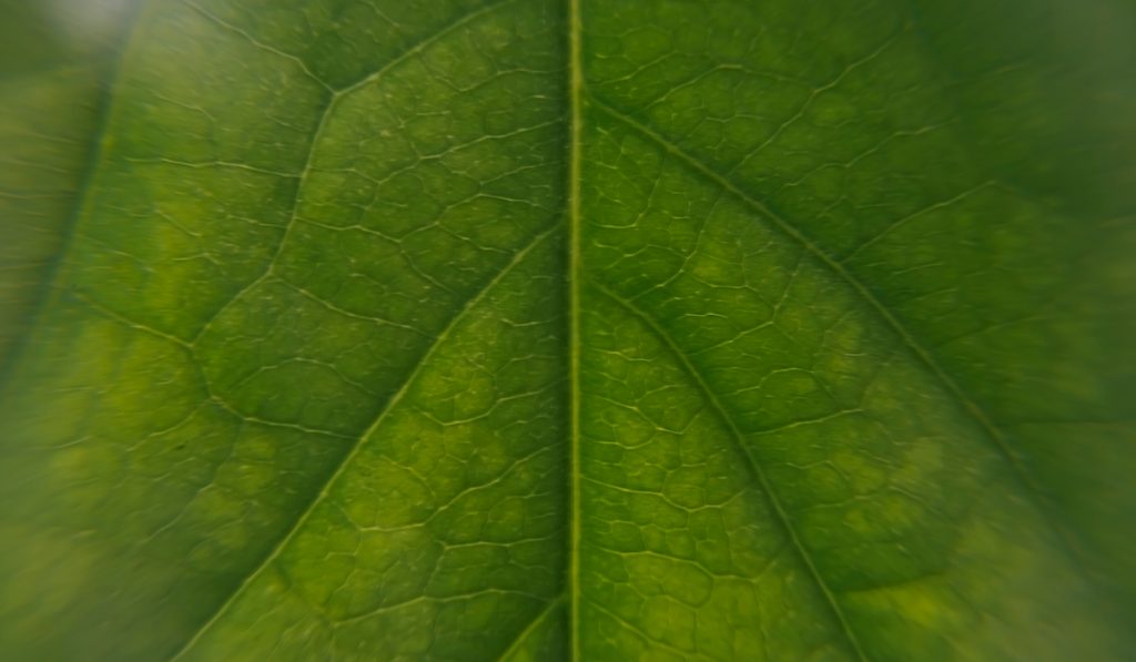 avocado leaf