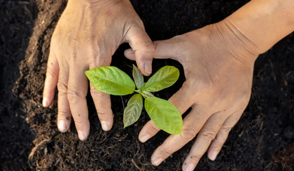 planting an avocado plant