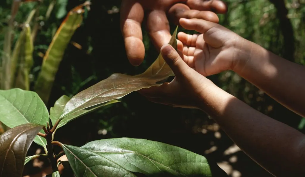 touching an avocado leaf