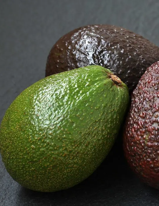 variety of avocado