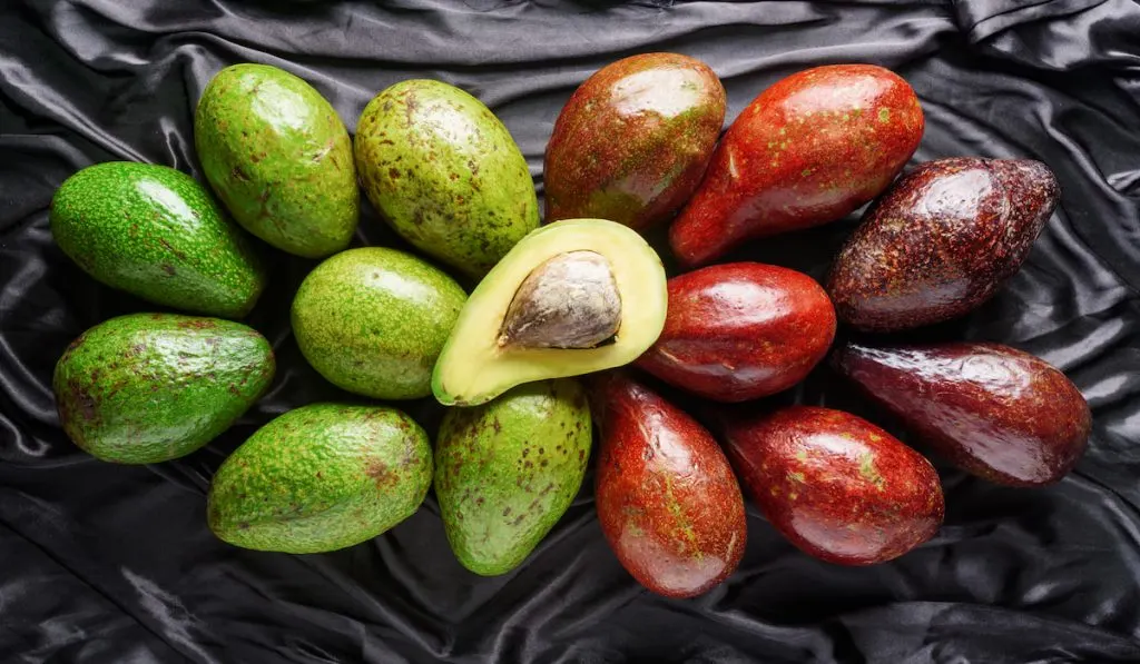 variety of avocados