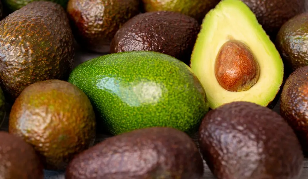 avocado fruits