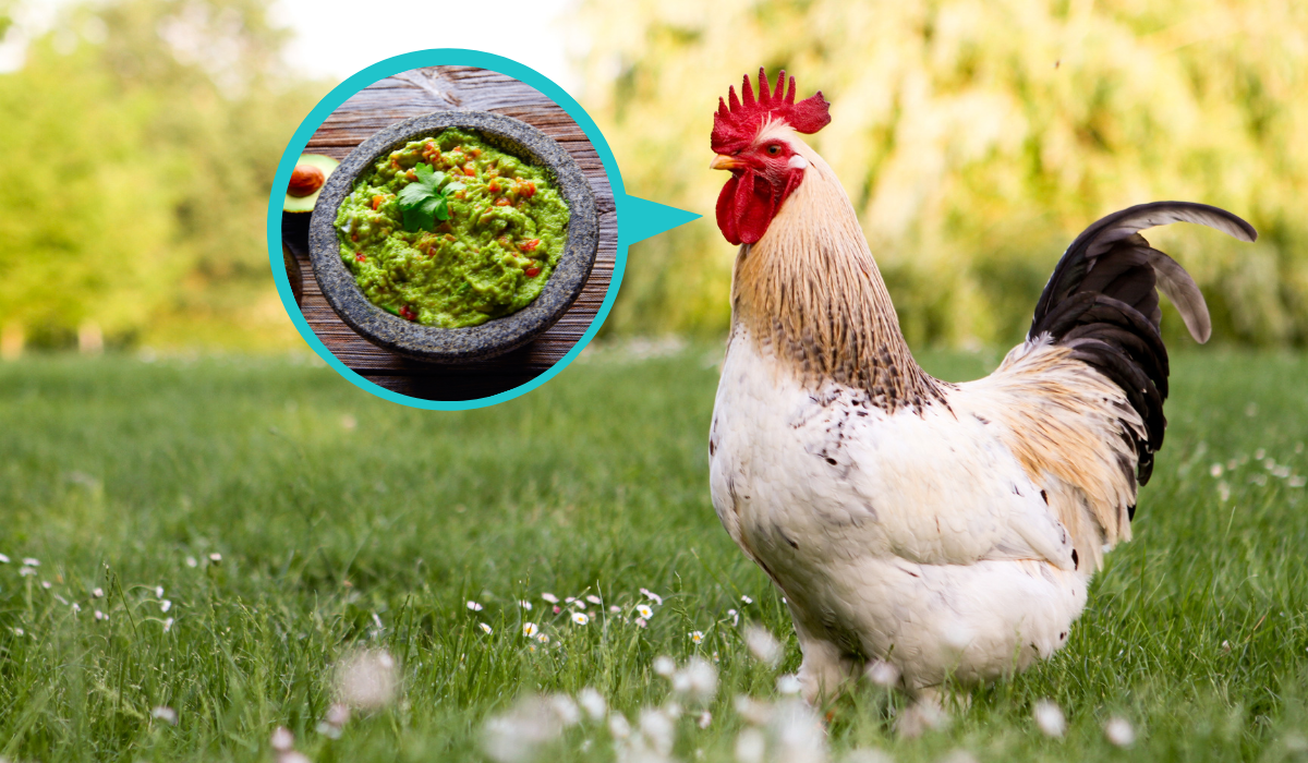 Can Chickens Eat Guacamole?