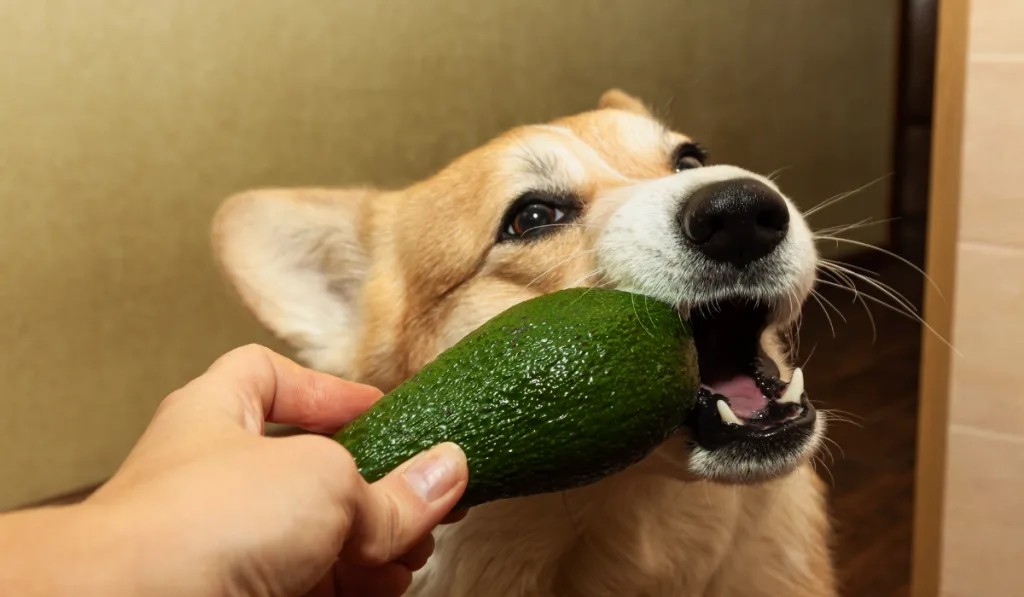 Can Dogs Eat Guacamole Think Avocado