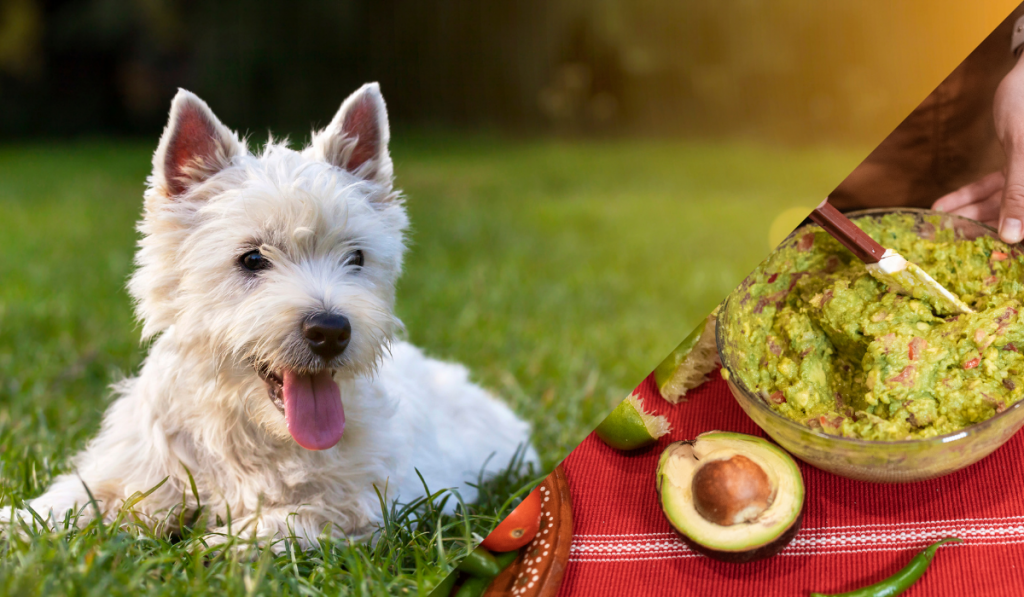 Dog sitting in the grass with a guacamole picture in the side.