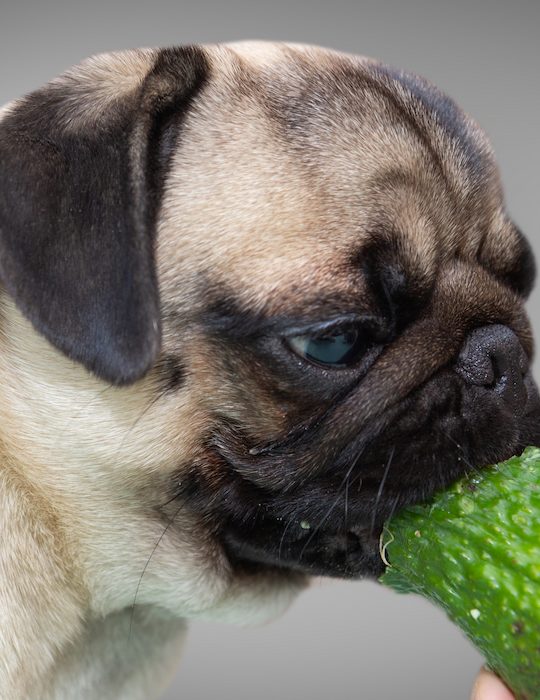 dog eating an avocado