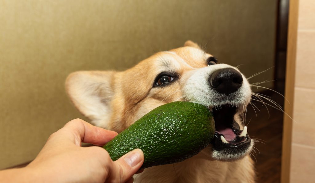 dog taking a bite off an avocado