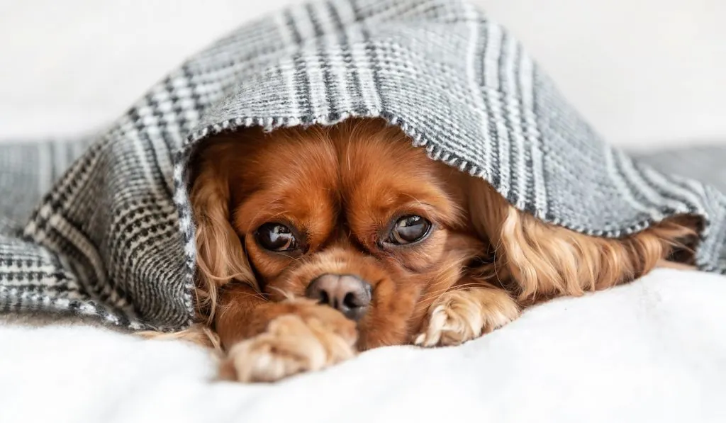 dog under a blanket