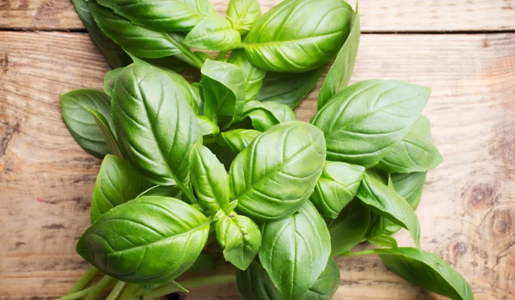 fresh basil on chopping board