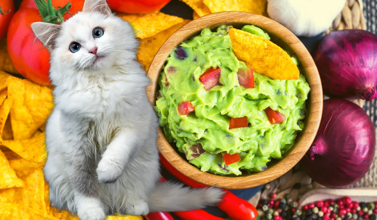 a white cute cat beside a bowl of guacamole