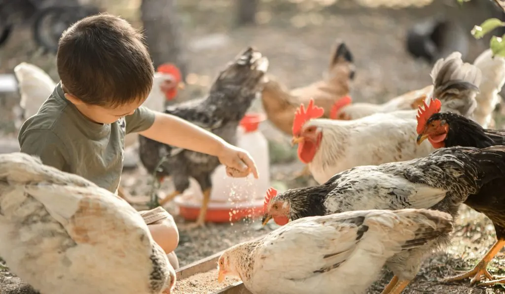 toddler feeding chickens with corn