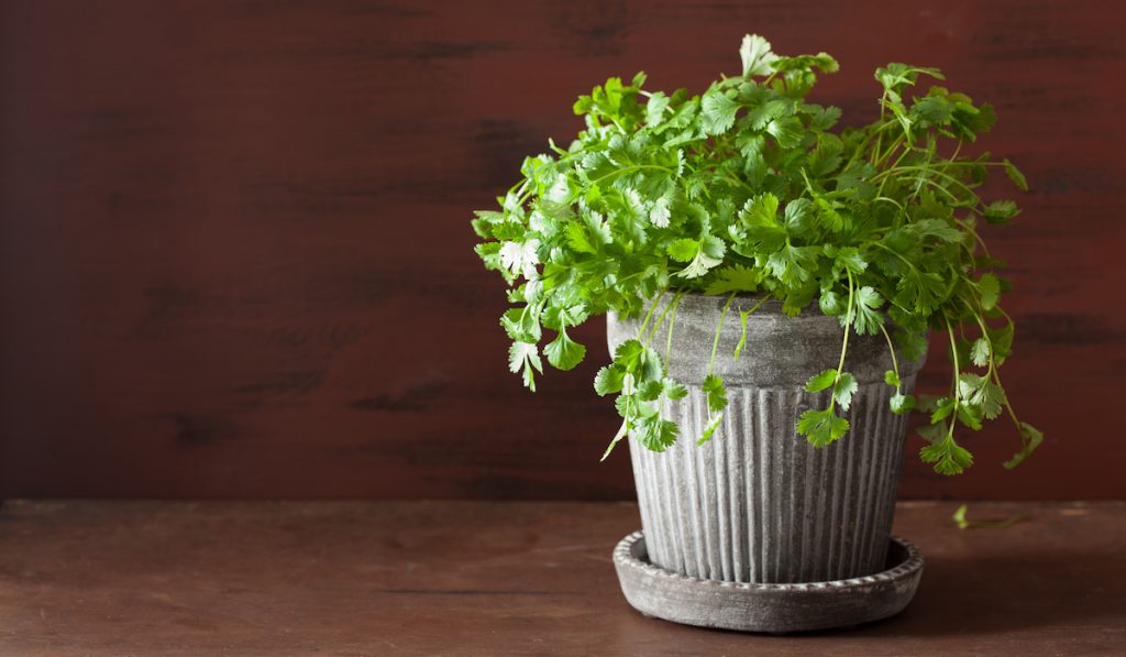 fresh cilantro on pot